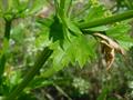 Celery 